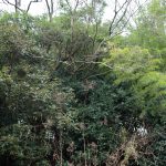 新居 景色　240203 (1 - 1)